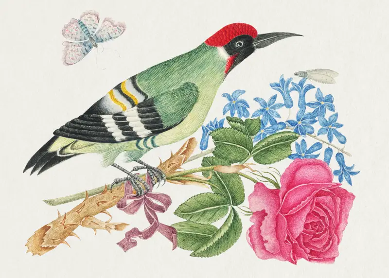 18th century Illustration of a European Green Woodpecker